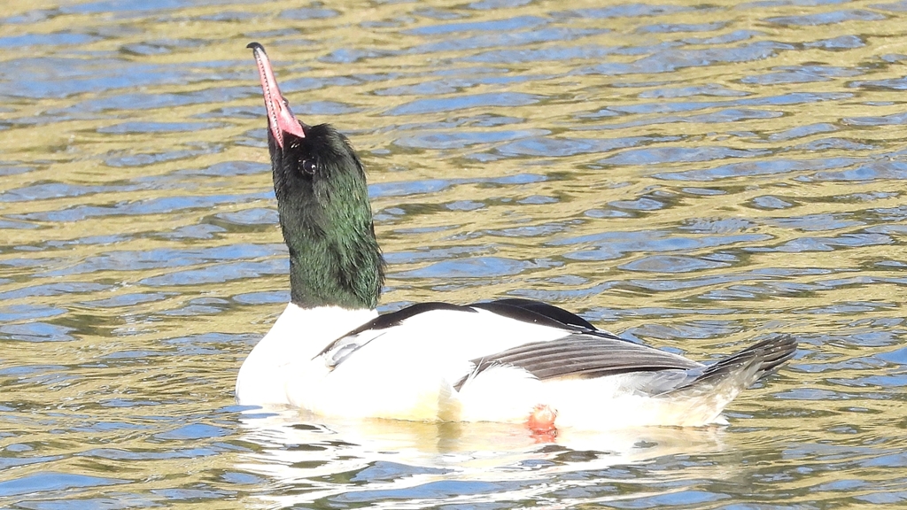 DSCN1873：カワアイサ（オス）