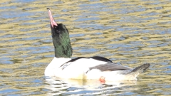 DSCN1873：カワアイサ（オス）