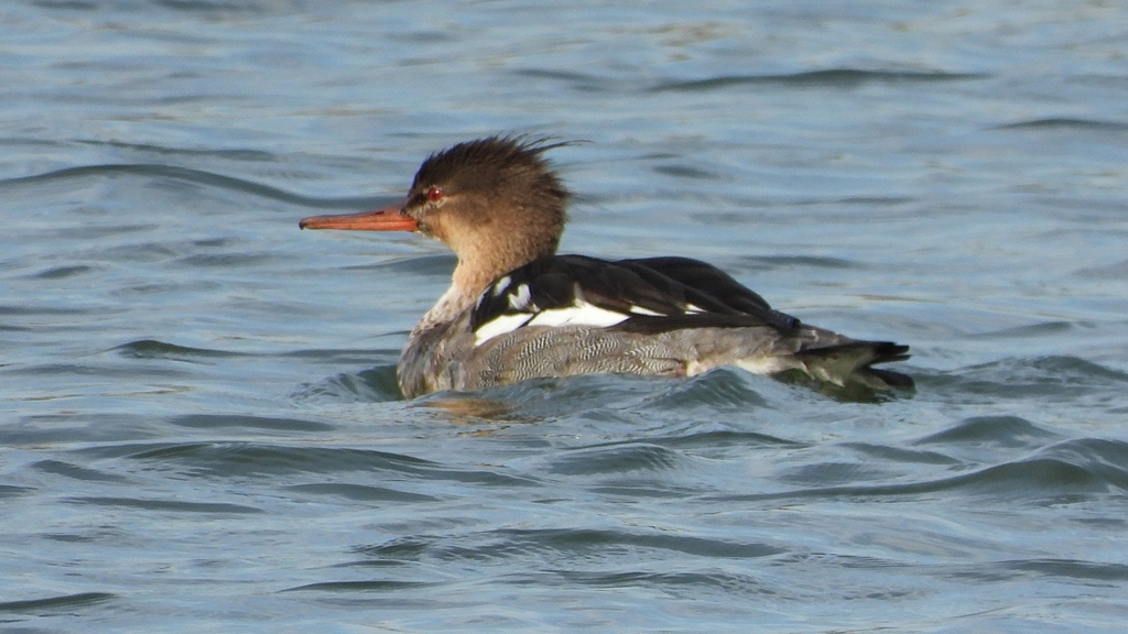 DSCN3248：ウミアイサ（オス）