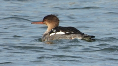 DSCN3248：ウミアイサ（オス）