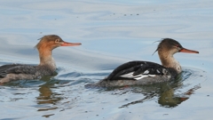 DSCN3201：ウミアイサ