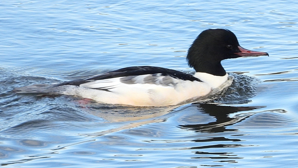 DSCN5213：カワアイサ（オス）