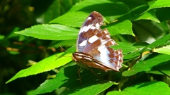 P2260480：メスグロヒョウモン