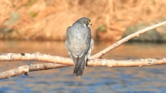 DSCN1467：ハヤブサ