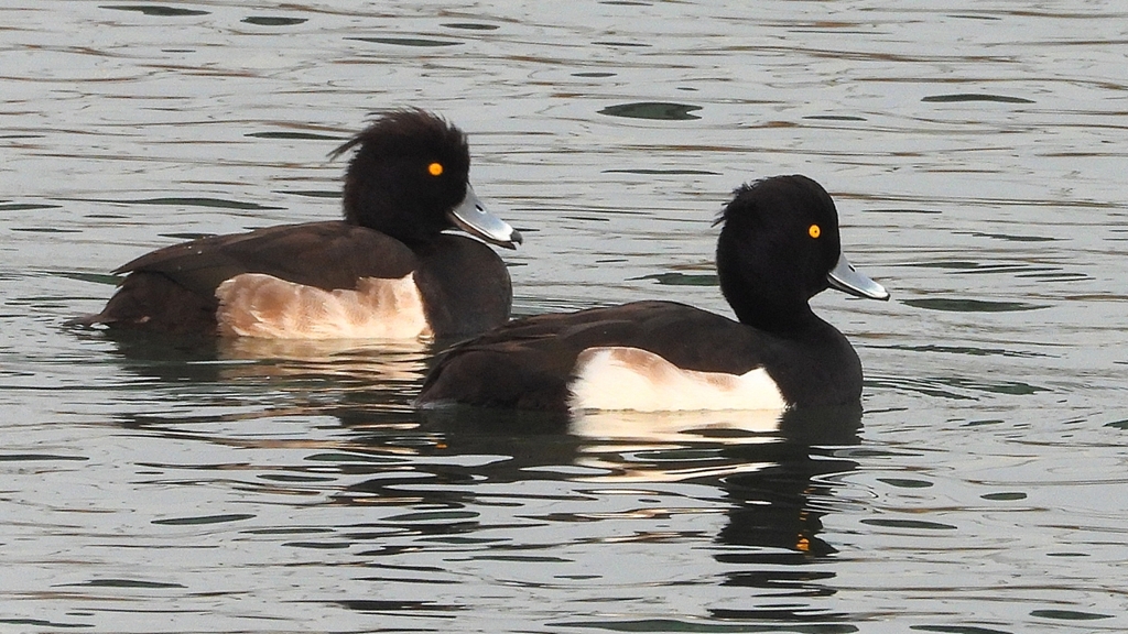 DSCN7184：キンクロハジロ（オス）