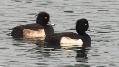 DSCN7184：キンクロハジロ（オス）