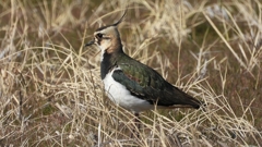 DSCN2733：タゲリ