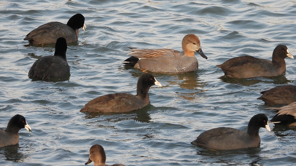 DSCN3901：オカヨシガモ他