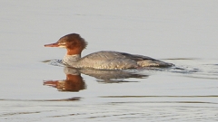 DSCN0485：カワアイサ（メス）