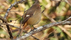 DSCN8146：ジョウビタキ（メス）