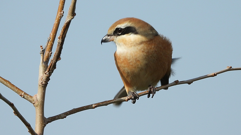 DSCN4428：モズ（オス）