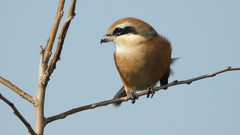 DSCN4428：モズ（オス）