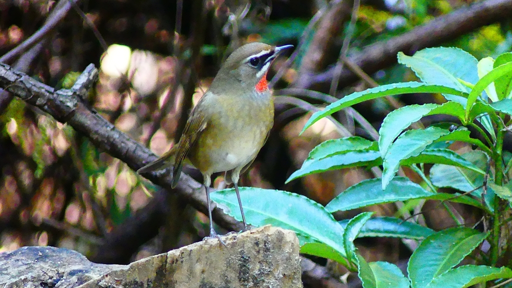 P2310376：ノゴマ（オス