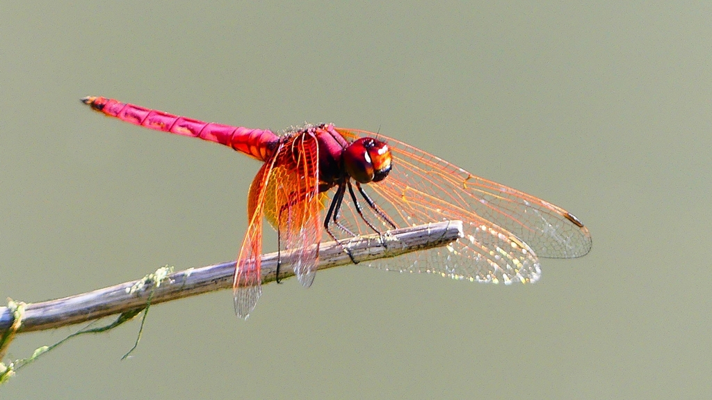 P2300727：ベニトンボ（オス）