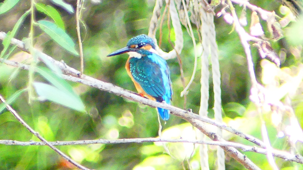 P2290682：カワセミ