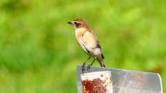 P2310813：ノビタキ