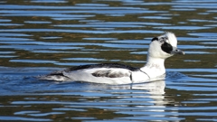 DSCN4899：ミコアイサ（オス）