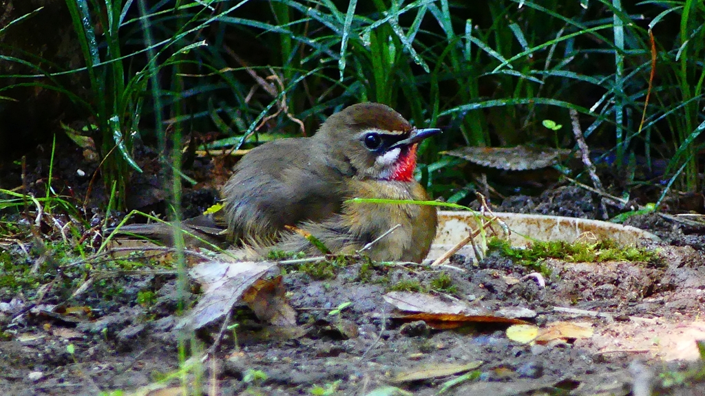 P2310624：ノゴマ（オス