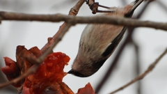 DSCN8537：エナガ