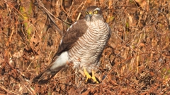 DSCN5520：ハイタカ