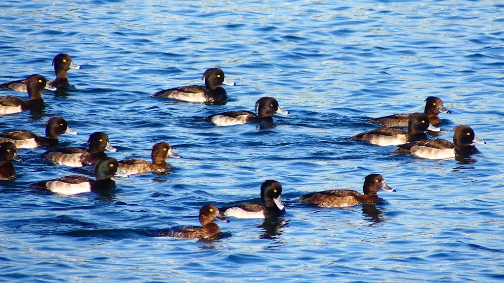 P2380137：キンクロハジロ