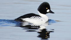 DSCN2835：ホオジロガモ（オス）