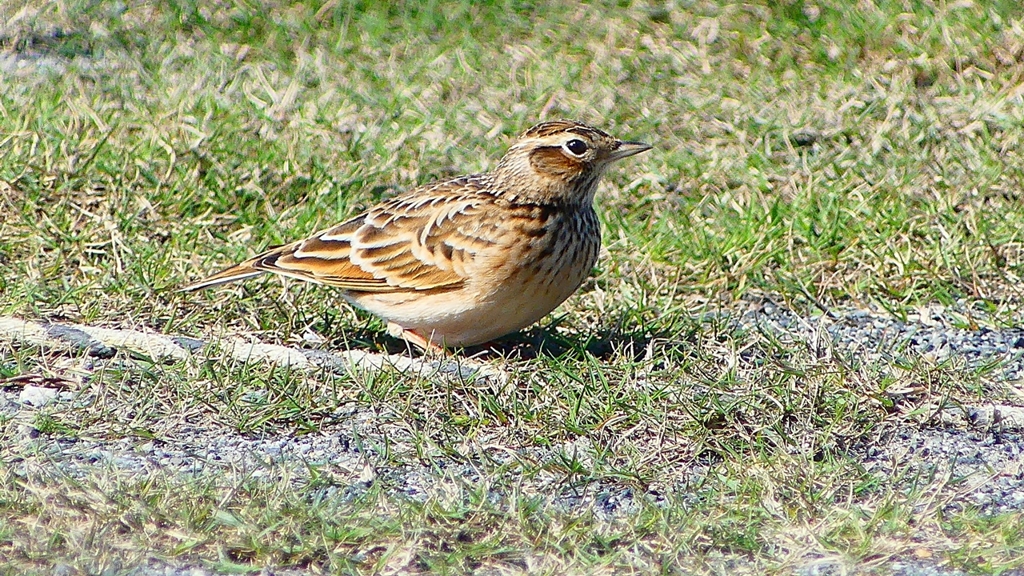 P2320647：ヒバリ