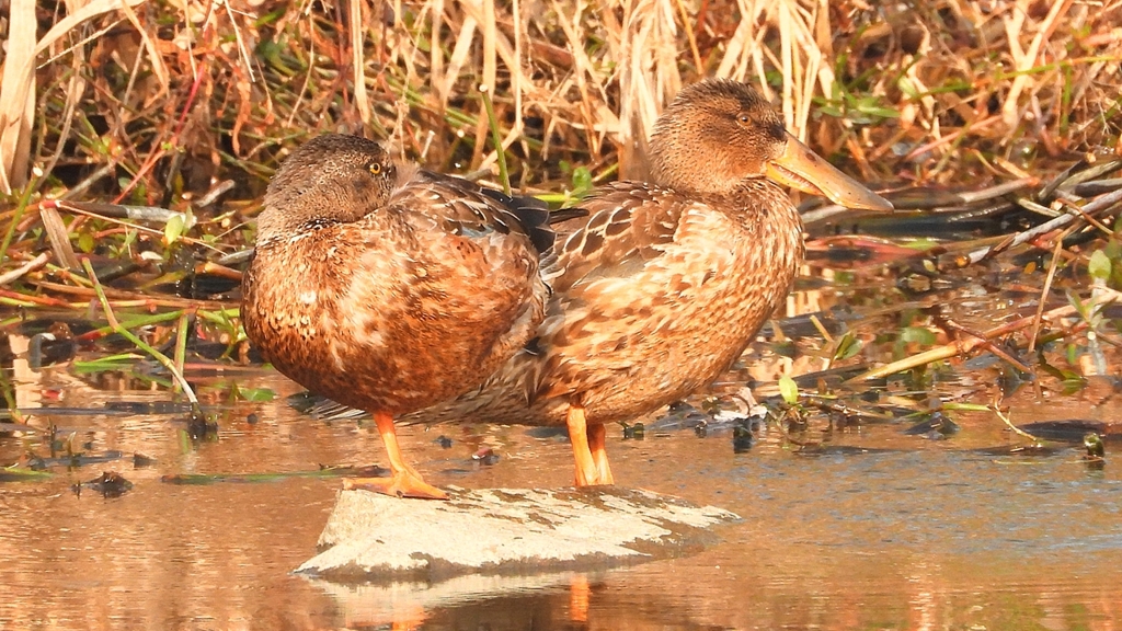 DSCN7399：ハシビロガモ（メス）