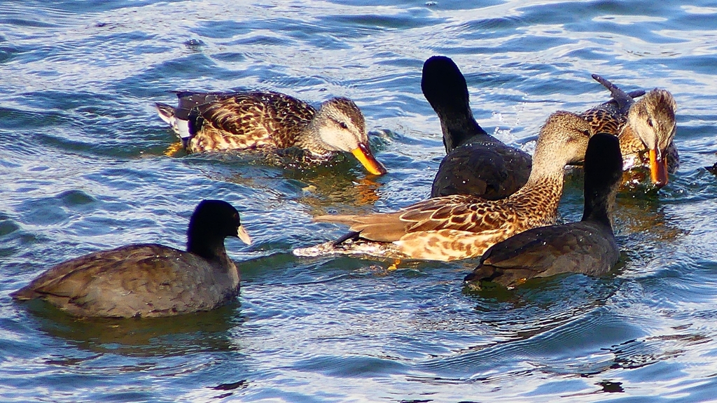 P2410509：オカヨシガモ、オオバン