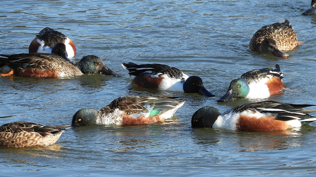 DSCN7012：ハシビロガモ