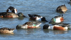 DSCN7012：ハシビロガモ