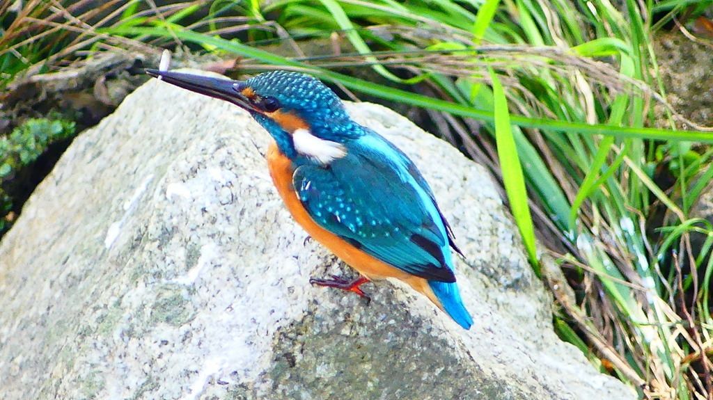 P2320818：カワセミ