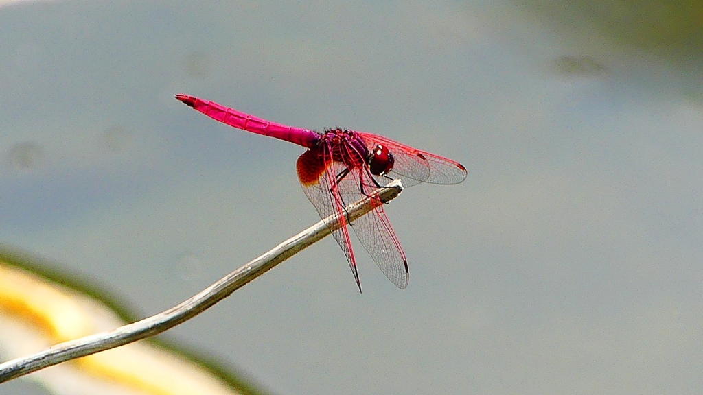 P2270618：ベニトンボ（オス）