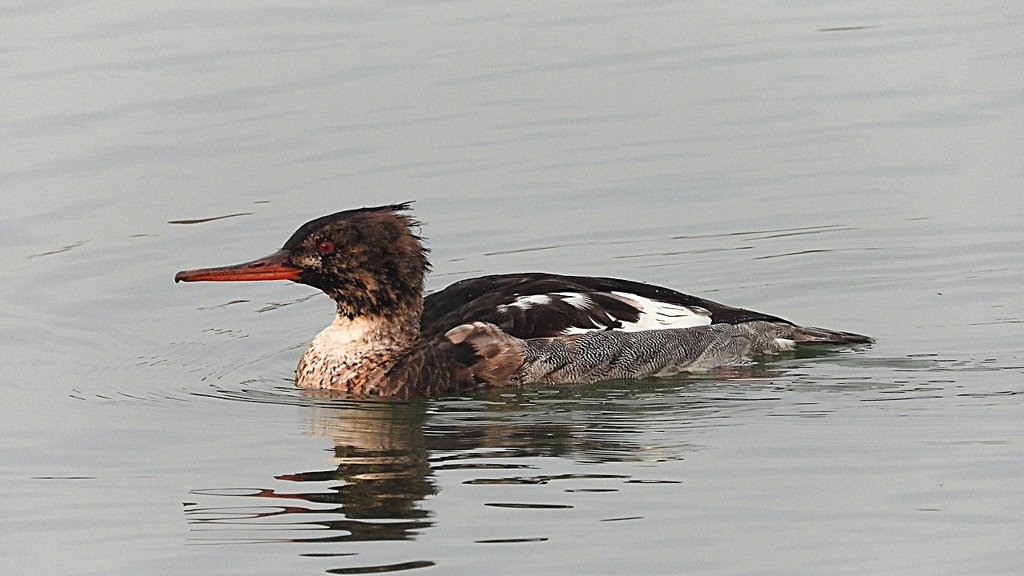 DSCN7197：ウミアイサ