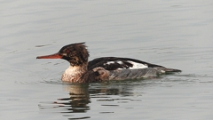 DSCN7197：ウミアイサ