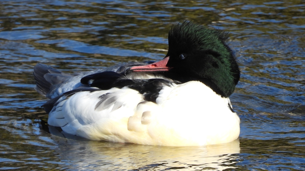 DSCN1734：カワアイサ（オス）