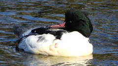 DSCN1734：カワアイサ（オス）