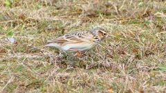 P2350703：ヒバリ