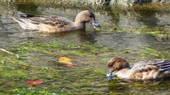 P2350016：ヒドリガモ