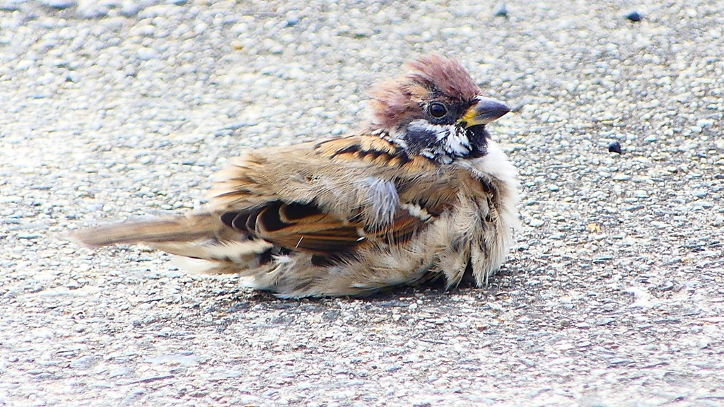 P2280397：スズメ
