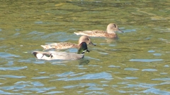 DSCN0817：ヨシガモ