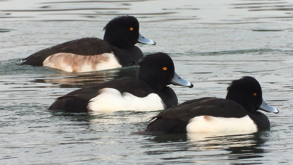 DSCN7151：キンクロハジロ（オス）