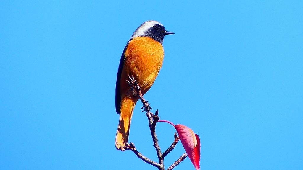 P2360172：ジョウビタキ（オス）