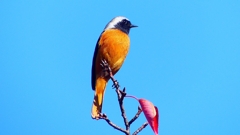 P2360172：ジョウビタキ（オス）