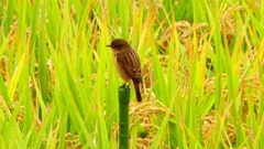 P2260877：ノビタキ