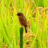 P2260877：ノビタキ