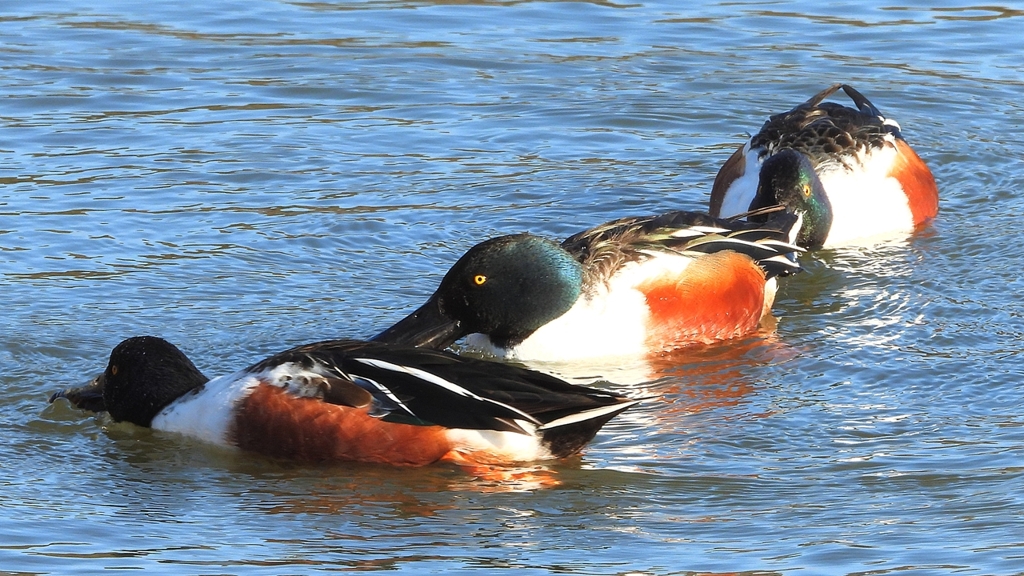 DSCN7026：ハシビロガモ