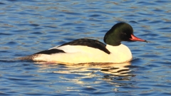 DSCN6352：カワアイサ