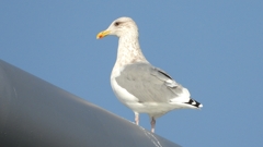 DSCN4372：セグロカモメ