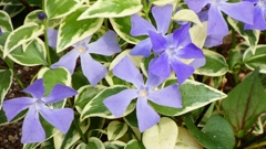 P1020532：ツルニチニチソウ